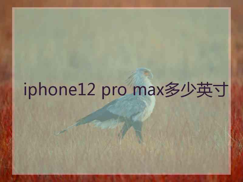 iphone12 pro max多少英寸