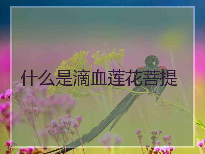 什么是滴血莲花菩提