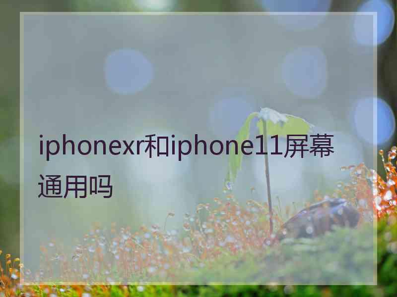 iphonexr和iphone11屏幕通用吗