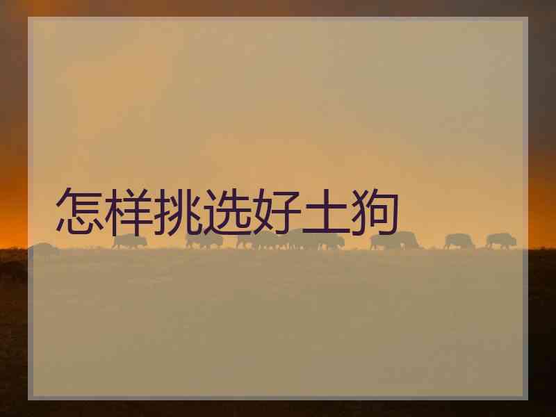 怎样挑选好土狗