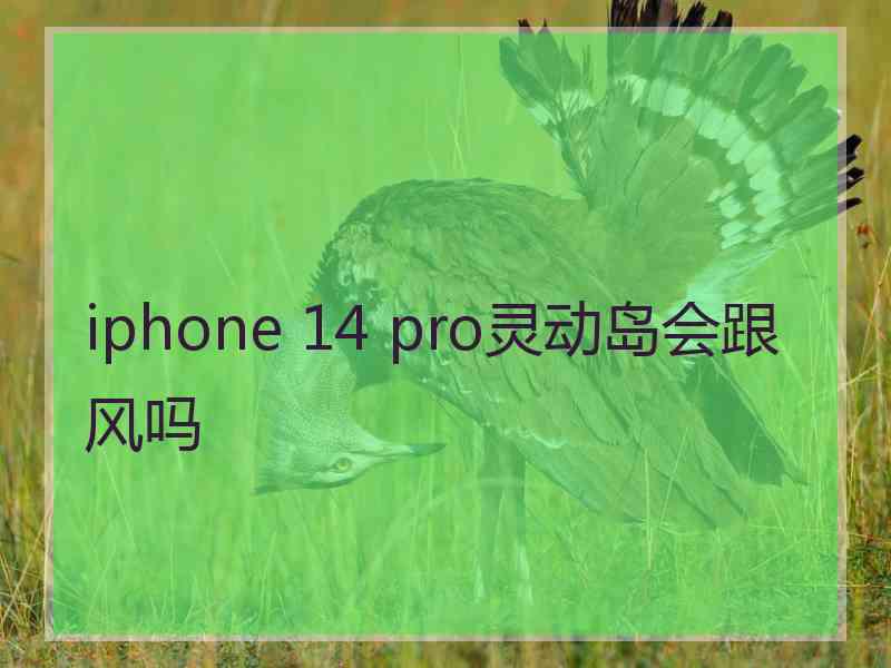 iphone 14 pro灵动岛会跟风吗