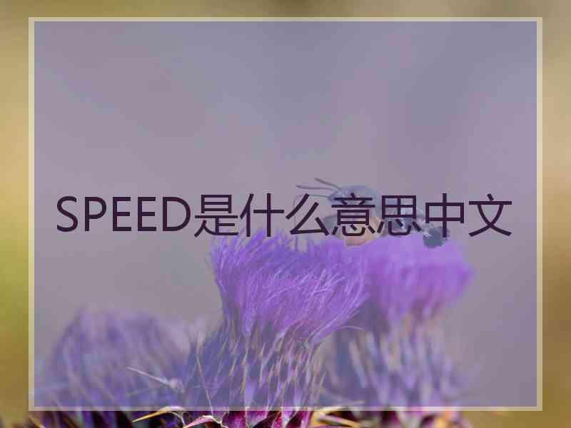 SPEED是什么意思中文