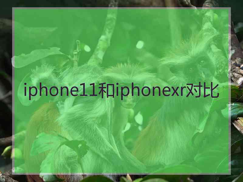 iphone11和iphonexr对比