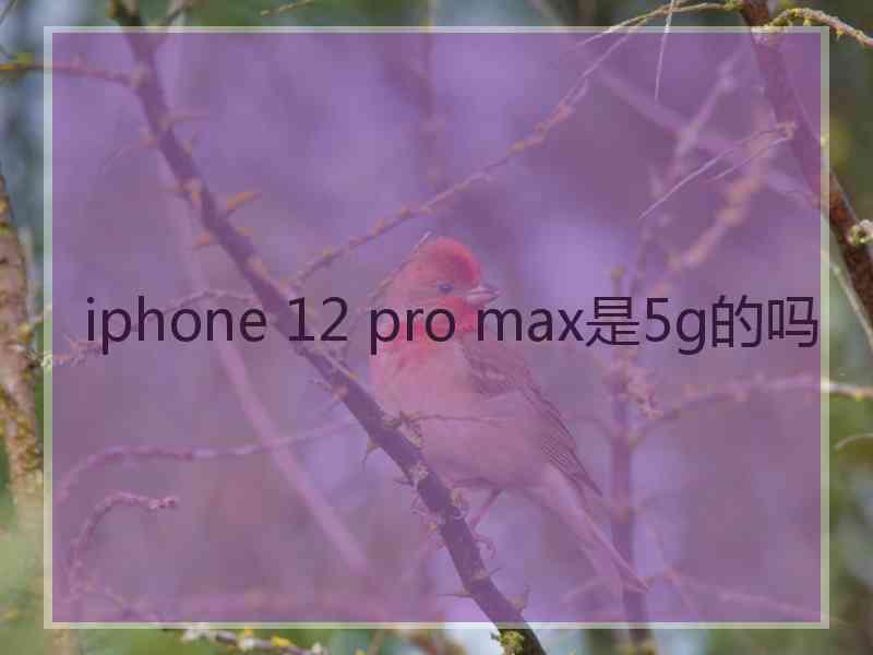 iphone 12 pro max是5g的吗