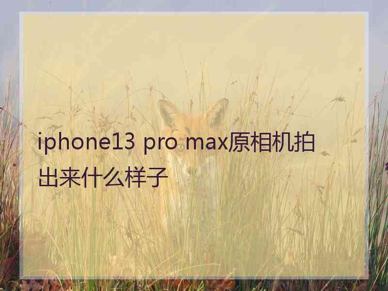 iphone13 pro max原相机拍出来什么样子