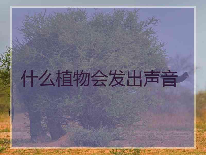 什么植物会发出声音