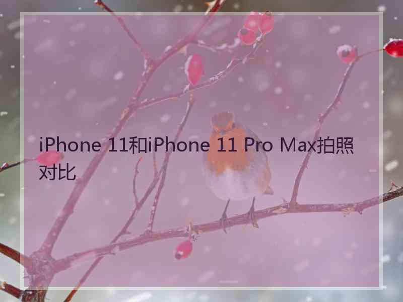 iPhone 11和iPhone 11 Pro Max拍照 对比