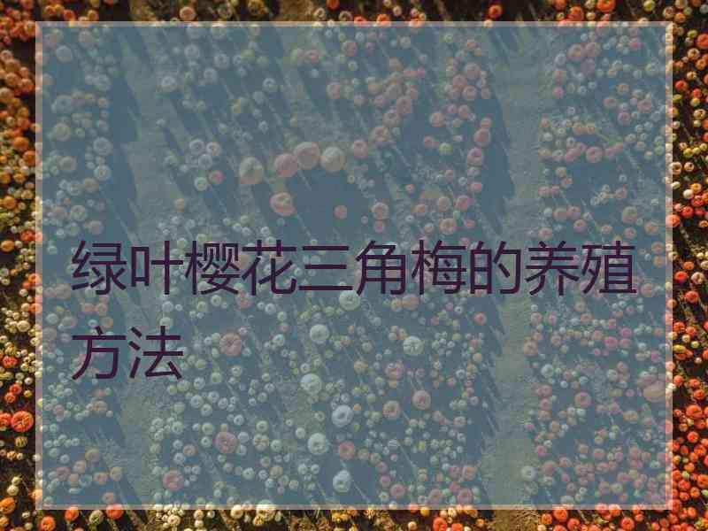 绿叶樱花三角梅的养殖方法