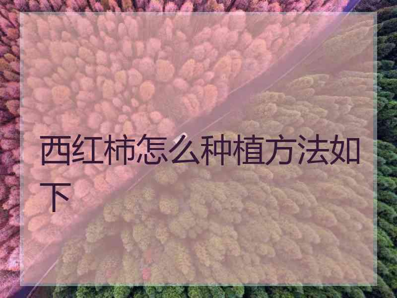 西红柿怎么种植方法如下