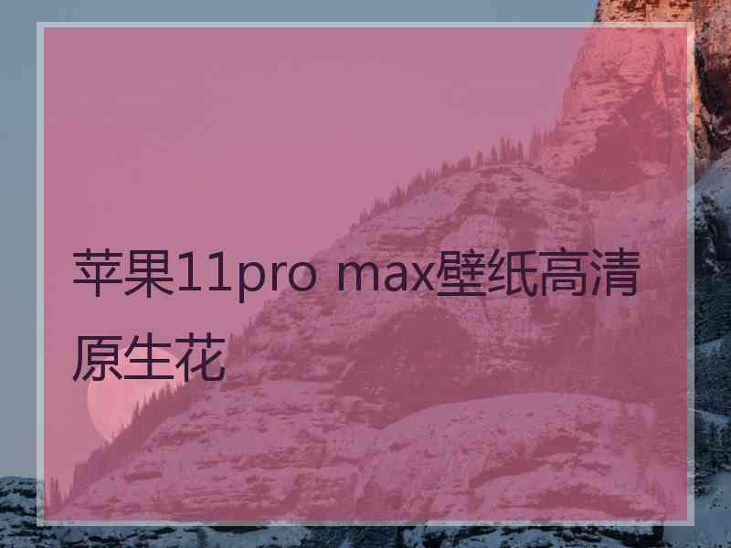 苹果11pro max壁纸高清原生花