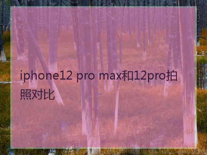 iphone12 pro max和12pro拍照对比