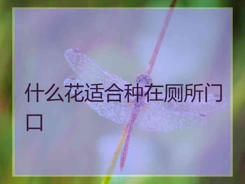 什么花适合种在厕所门口