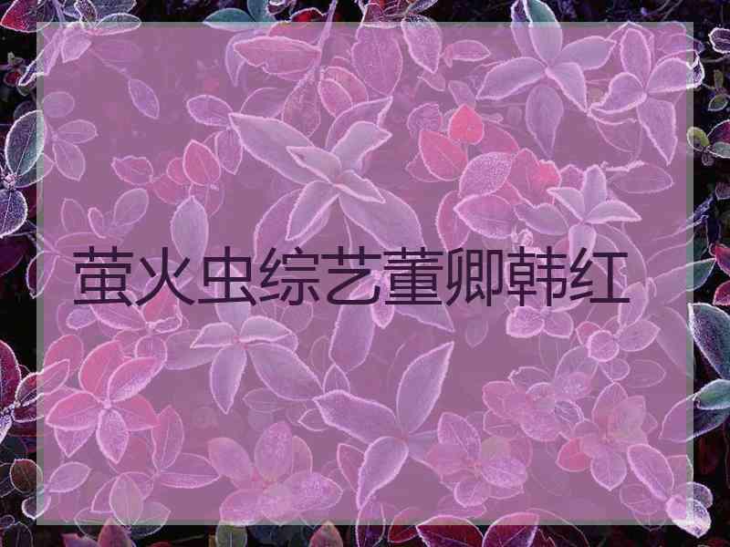 萤火虫综艺董卿韩红