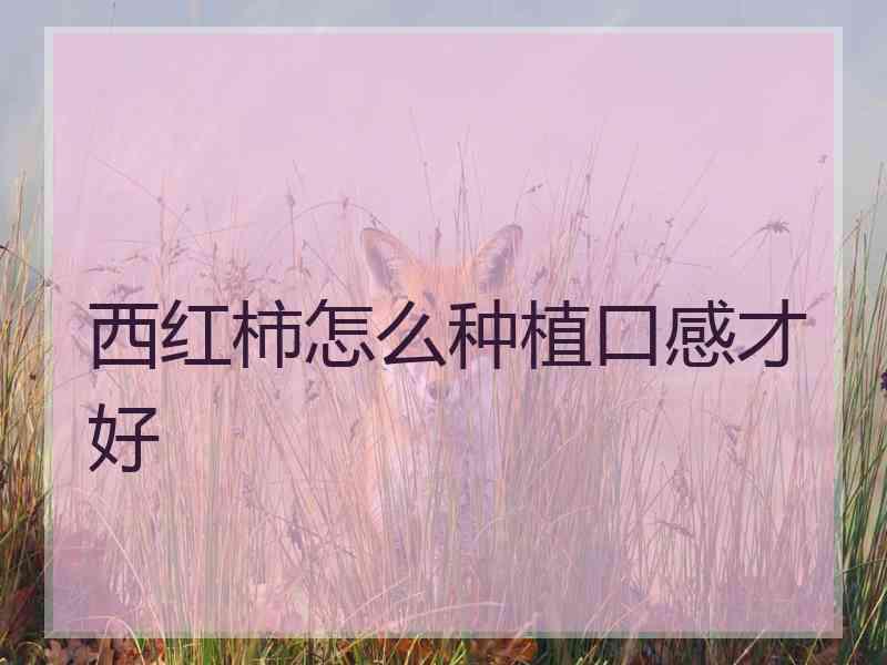 西红柿怎么种植口感才好