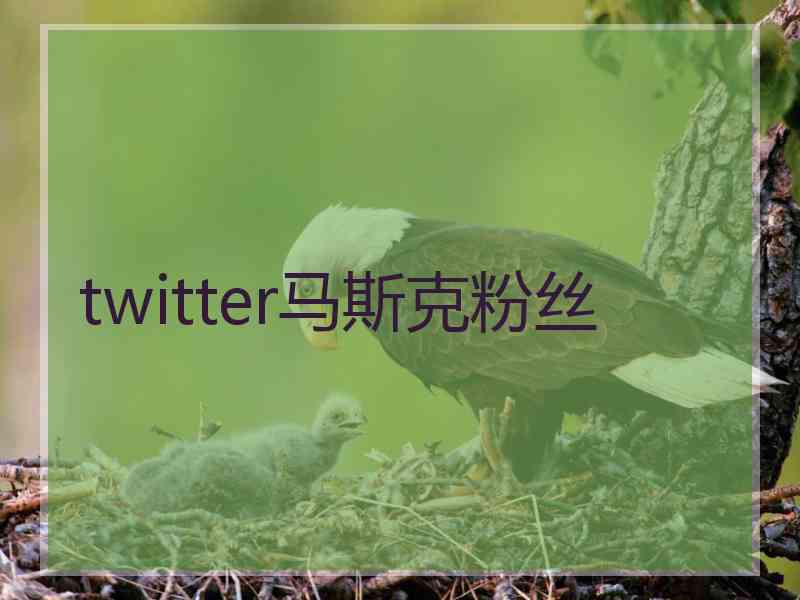 twitter马斯克粉丝