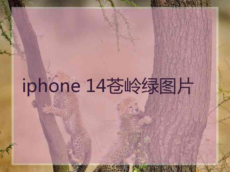 iphone 14苍岭绿图片