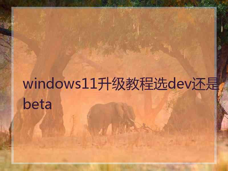 windows11升级教程选dev还是beta