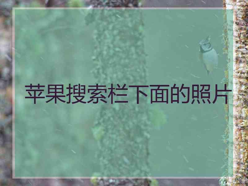 苹果搜索栏下面的照片