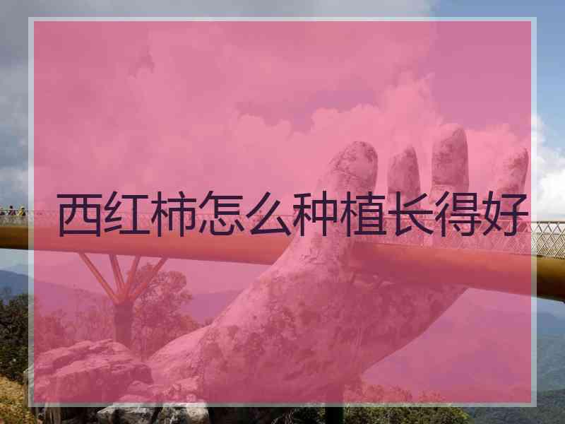 西红柿怎么种植长得好