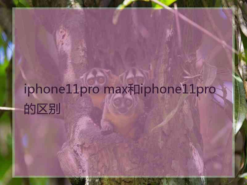 iphone11pro max和iphone11pro的区别