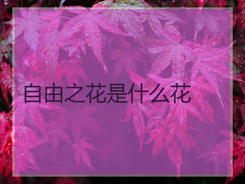 自由之花是什么花