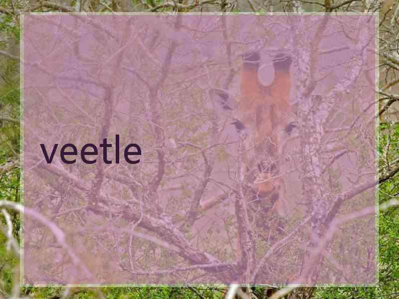 veetle