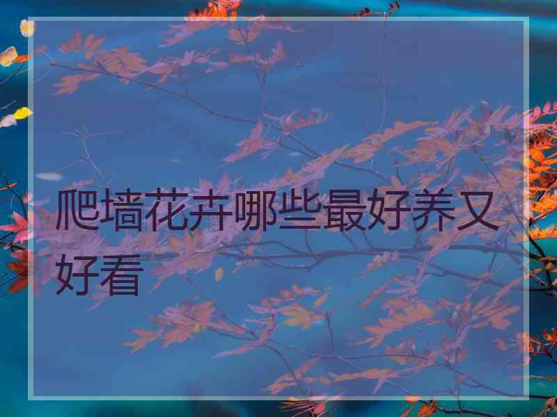 爬墙花卉哪些最好养又好看