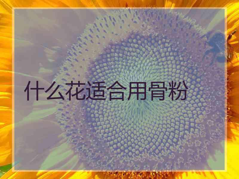 什么花适合用骨粉