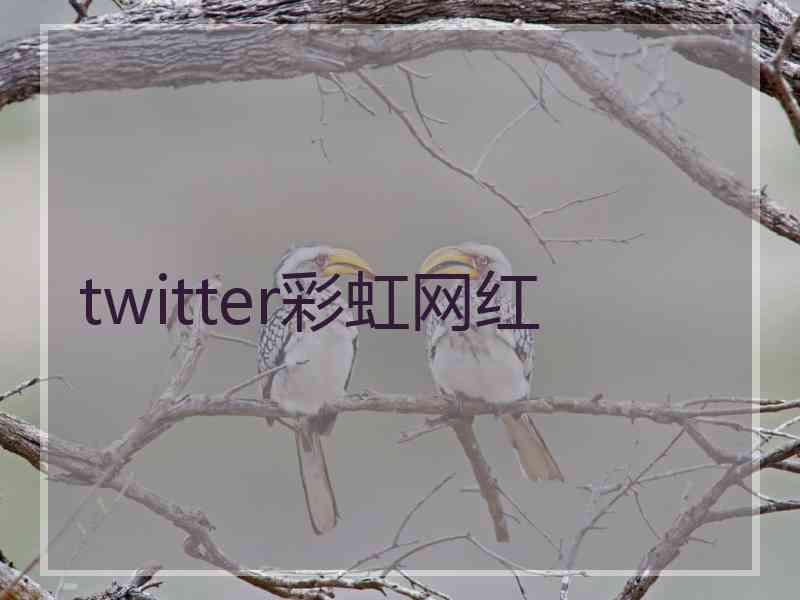 twitter彩虹网红