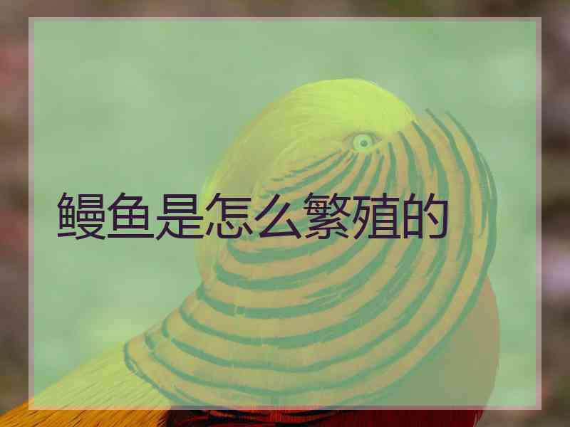 鳗鱼是怎么繁殖的