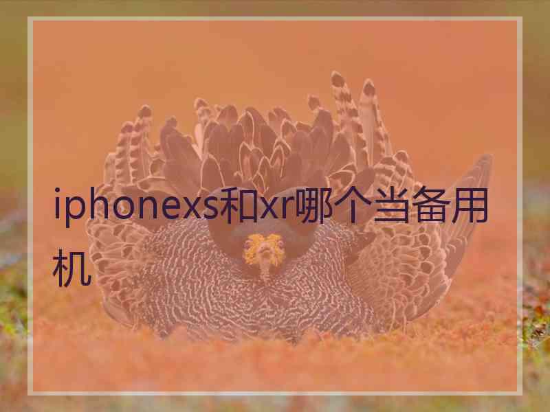 iphonexs和xr哪个当备用机