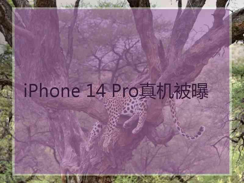 iPhone 14 Pro真机被曝