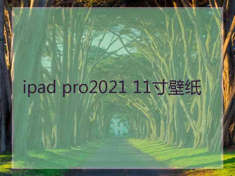 ipad pro2021 11寸壁纸