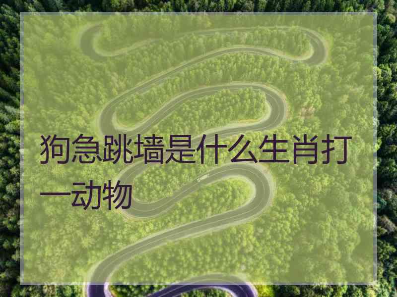 狗急跳墙是什么生肖打一动物