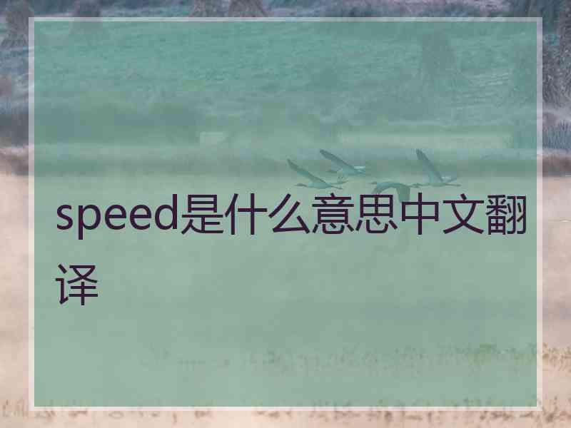 speed是什么意思中文翻译