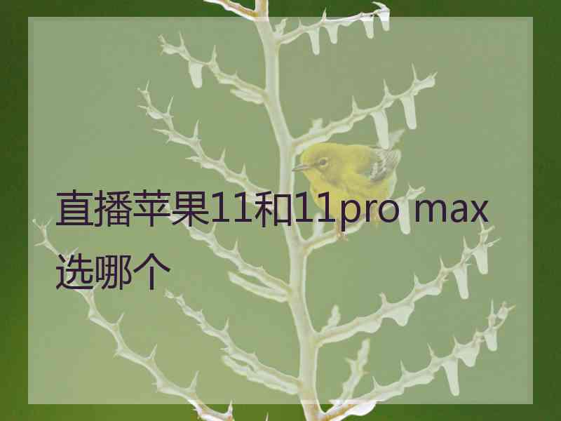 直播苹果11和11pro max选哪个