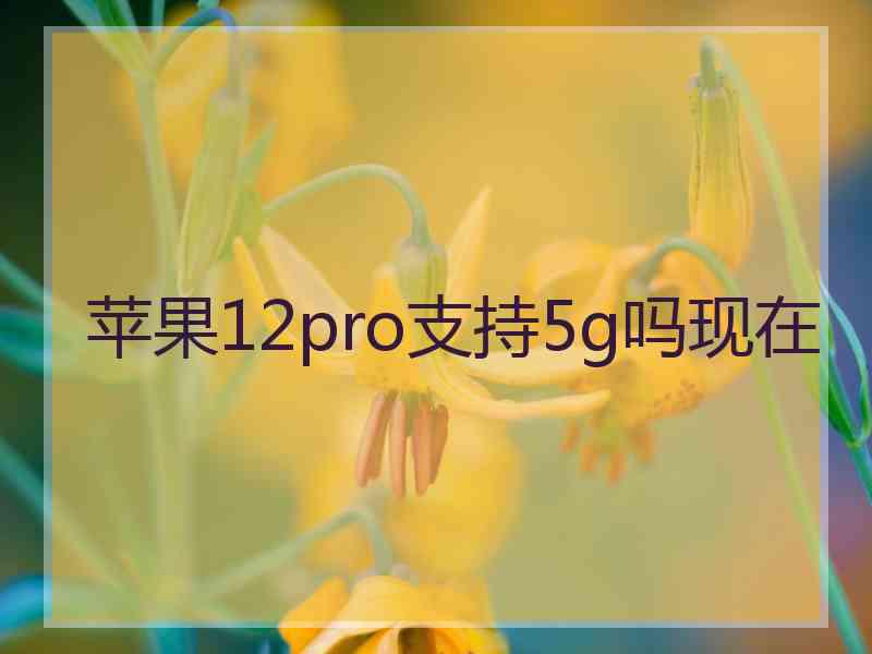 苹果12pro支持5g吗现在