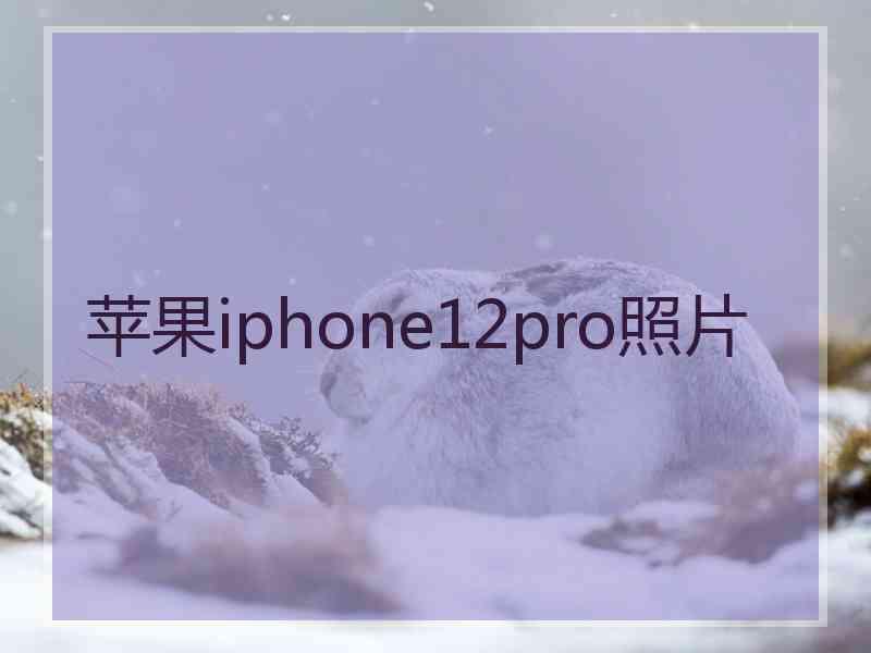 苹果iphone12pro照片