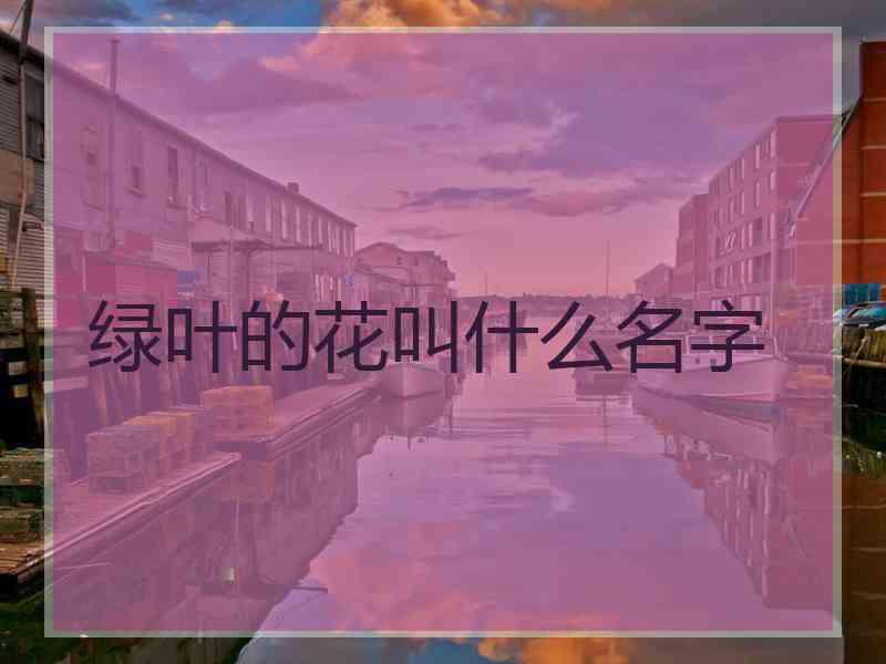 绿叶的花叫什么名字