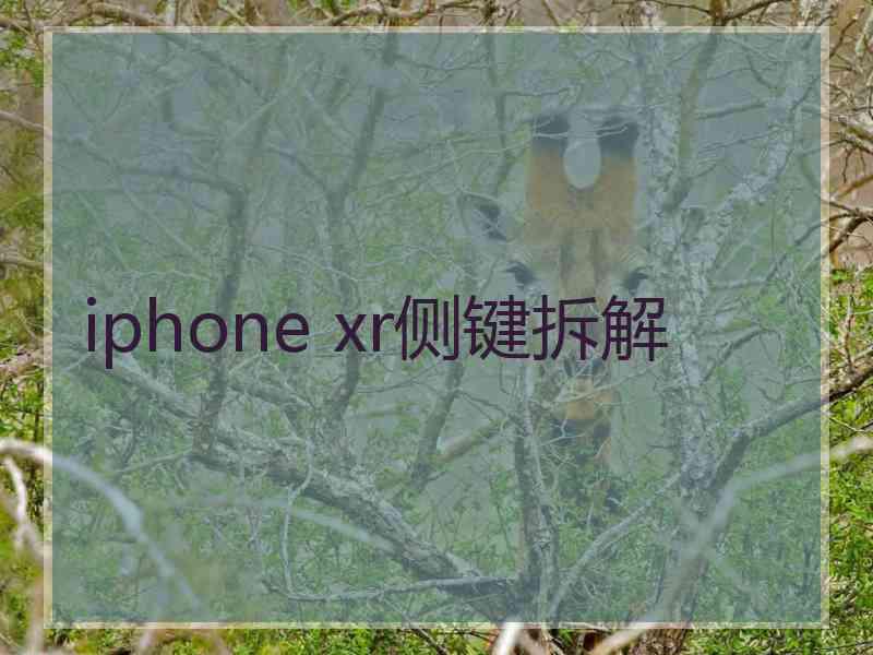 iphone xr侧键拆解