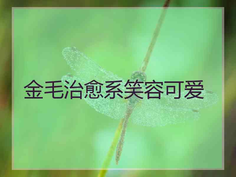 金毛治愈系笑容可爱