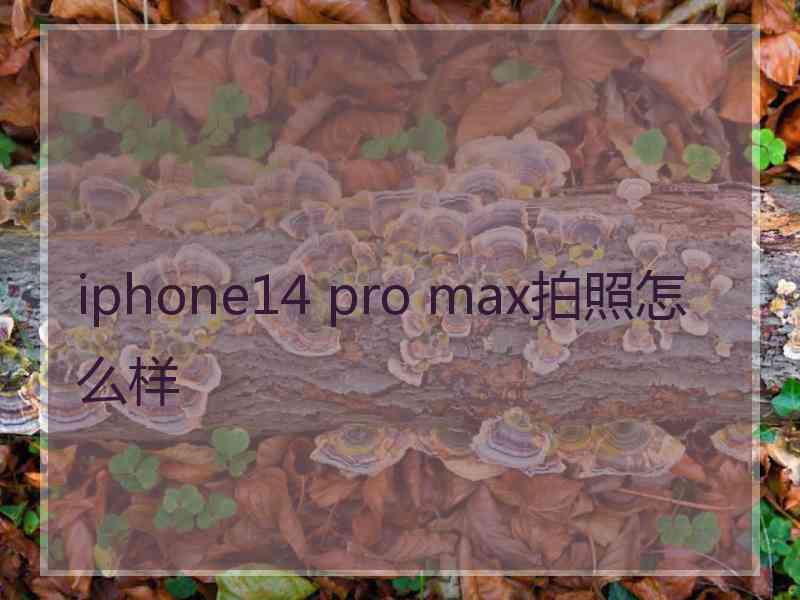 iphone14 pro max拍照怎么样