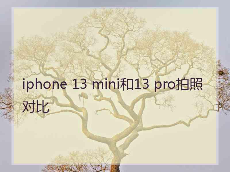 iphone 13 mini和13 pro拍照对比