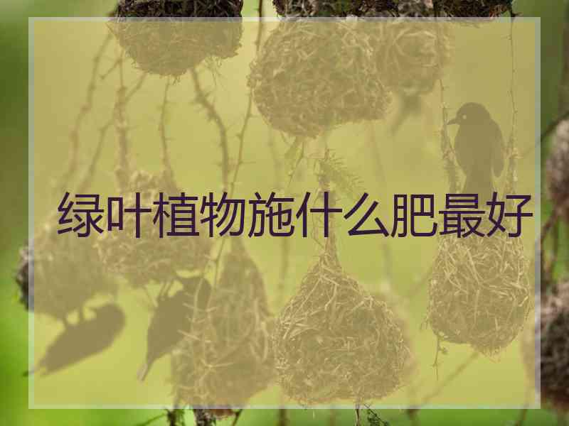 绿叶植物施什么肥最好