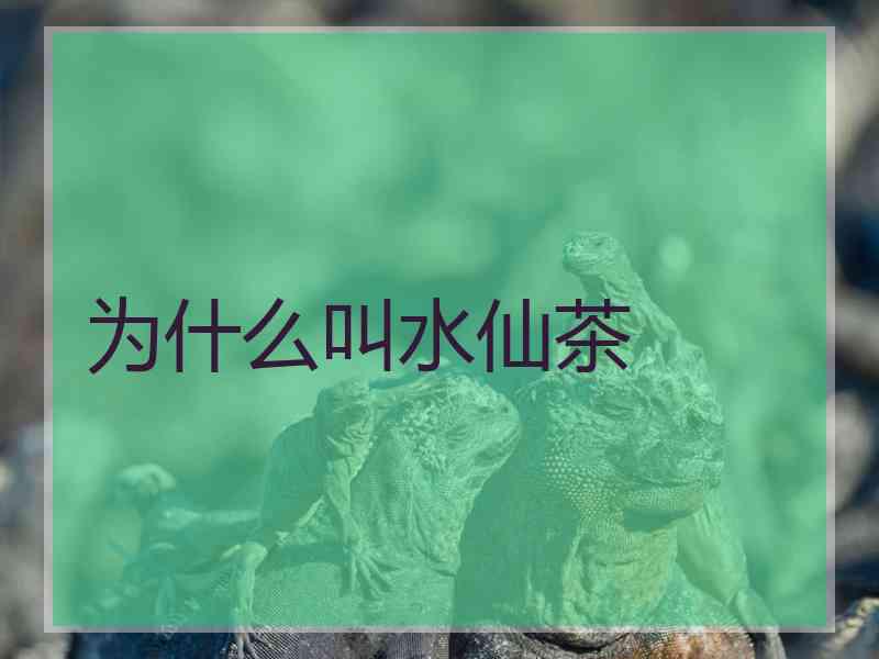 为什么叫水仙茶