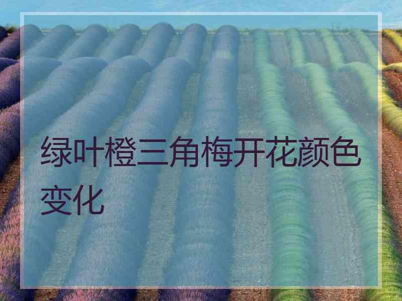 绿叶橙三角梅开花颜色变化