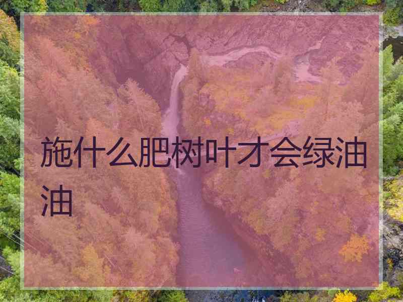 施什么肥树叶才会绿油油