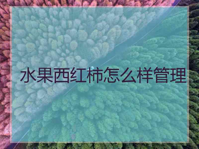 水果西红柿怎么样管理