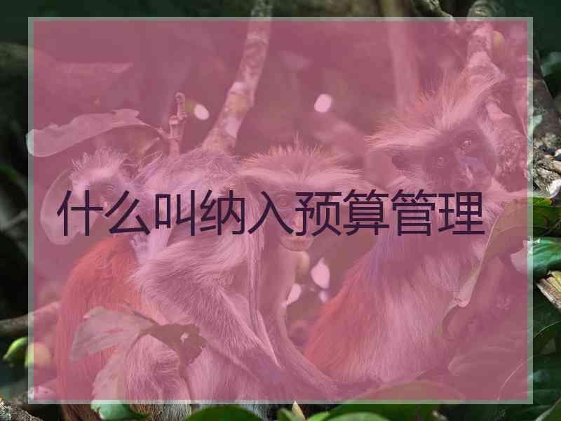 什么叫纳入预算管理