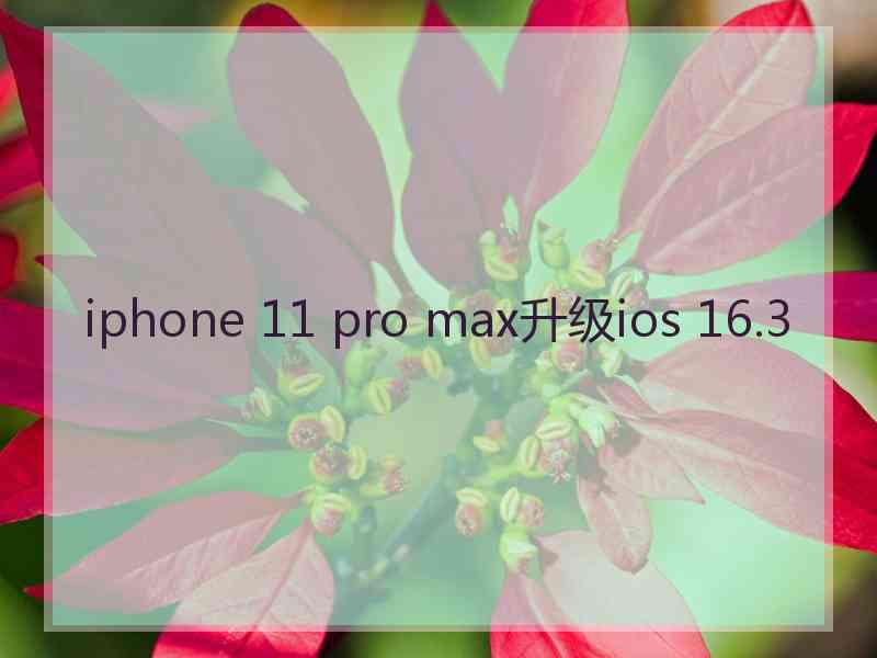 iphone 11 pro max升级ios 16.3